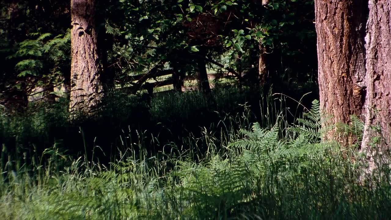 ⁣The Dark Horse 2008 1080p BluRay x264 AAC5 1-[YTS LT]