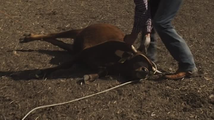 The Rodeo Thief 2021 HDRip XviD AC3-EVO