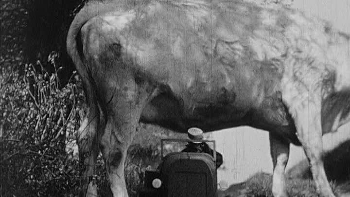 Orange Blossoms For Violet (DVD)