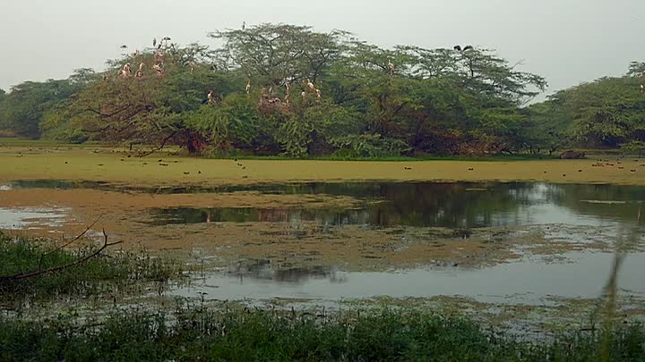 Secrets Of The Enchanted Waters S01E05 -Swamps